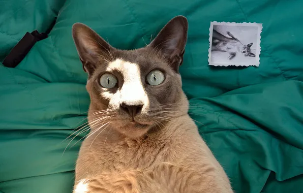 Кошка, кот, взгляд, морда, свет, фото, фотография, постель