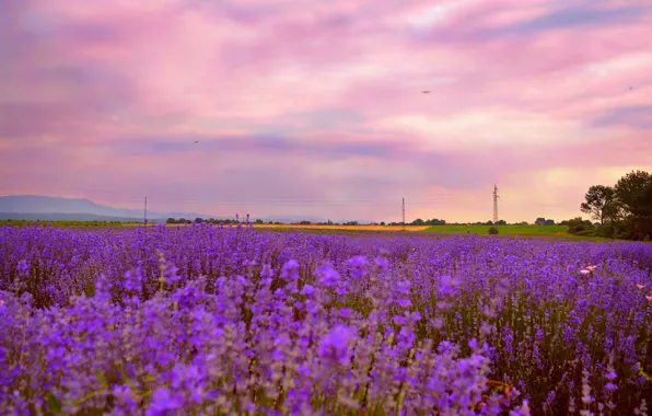Картинка Закат, Природа, nature, Sunset, Лаванда, Lavender, лавандовое поле, Lavender field