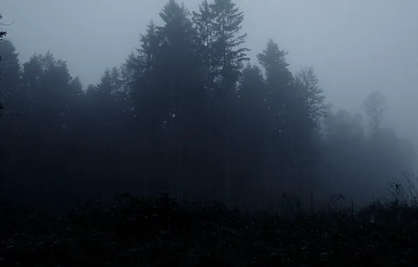 Лес, деревья, туман, мрак