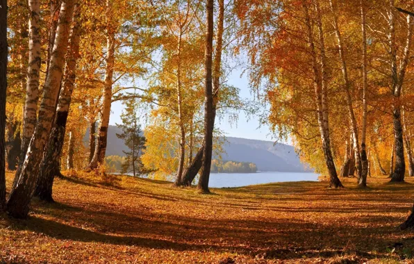 Вода, Осень, Озеро, Деревья, Река, Березы