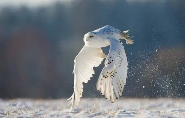 Картинка зима, полет, сова, белая, полярная
