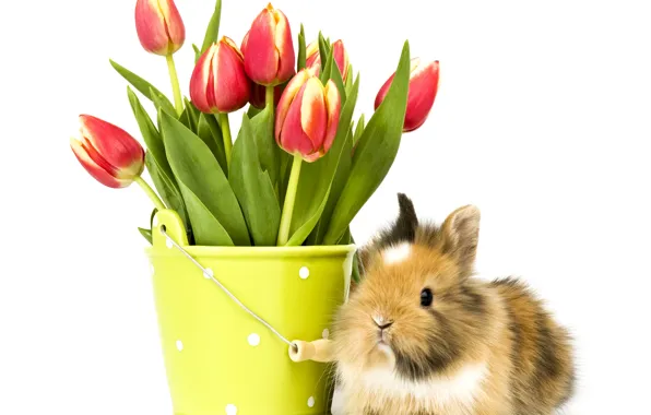 Фото, Цветы, Кролик, Тюльпаны, Животные