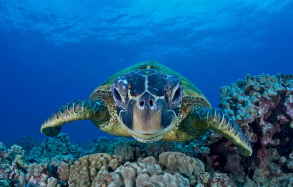 Картинка море, океан, зелёная черепаха