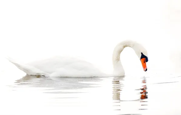 Вода, озеро, белый фон, лебедь, water, lake, Swan, white background