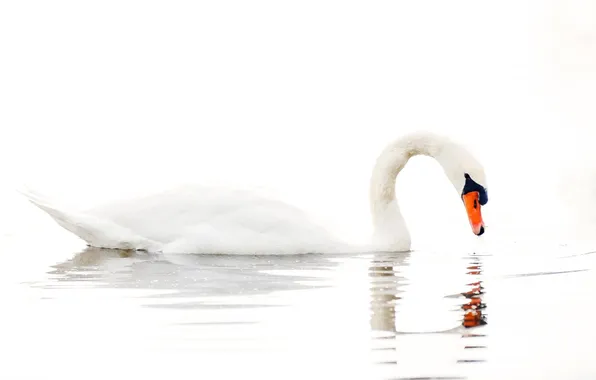 Картинка вода, озеро, белый фон, лебедь, water, lake, Swan, white background