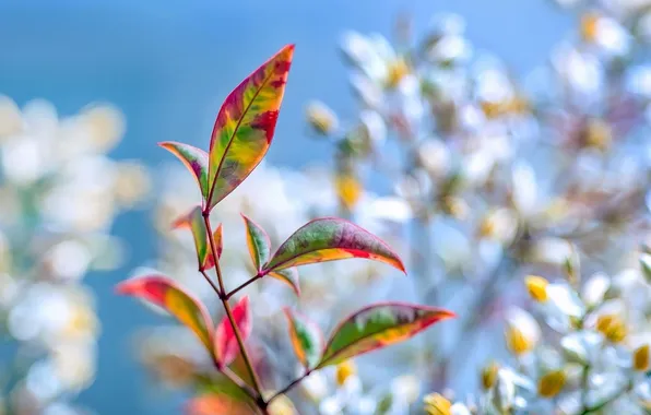 Картинка осень, листья, природа