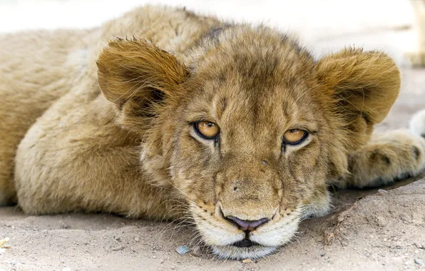 Картинка кошка, взгляд, морда, лев, детёныш, львёнок, ©Tambako The Jaguar