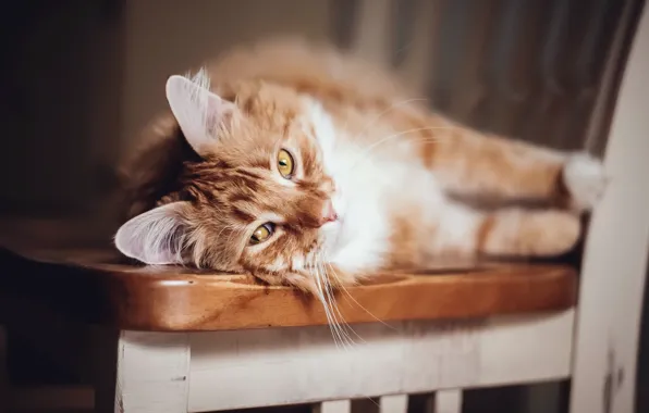 Кошка, уют, дом