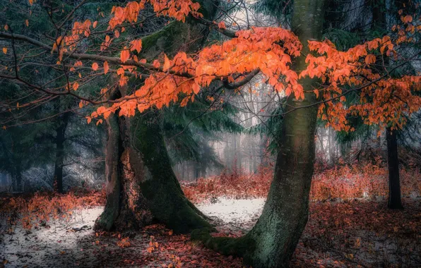 Картинка осень, лес, природа