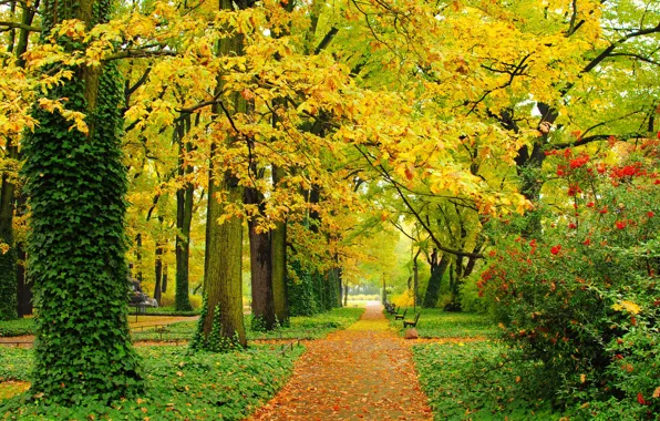 Картинка осень, листья, деревья, парк, листва, дорожки, желтые, зеленые