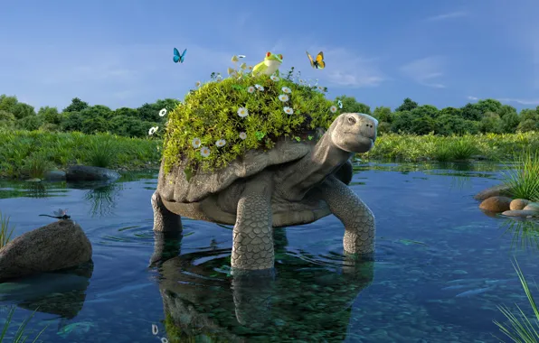 Картинка лягушка, черепаха, водоём, turtle, Petite balade bucolique