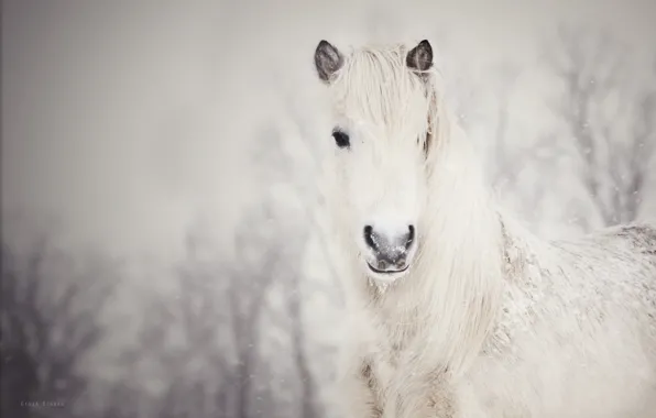 Снег, лошадь, белая, снежная