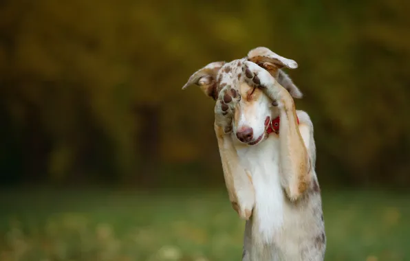 Картинка осень, морда, природа, собака, лапы, зеленый фон, стойка, боке