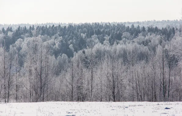 Картинка зима, иней, лес, снег, деревья, горизонт, мороз, солнечно