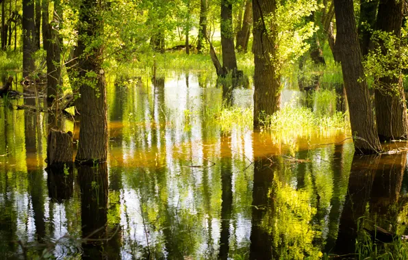 Вода, Трава, Деревья, Болото