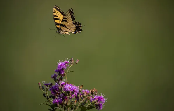 Листья, бабочки, цветы, ветки, стебли, бутоны, butterfly, flowers