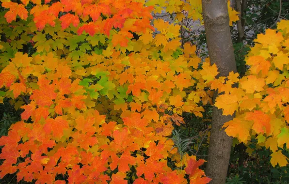Осень, листья, дерево, ствол, клен