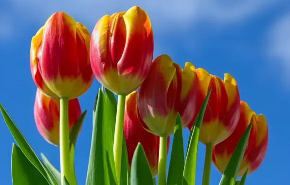 Картинка цветы, тюльпаны, розовые