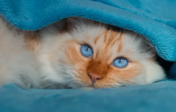 Кошка, кот, взгляд, поза, фон, голубой, портрет, покрывало