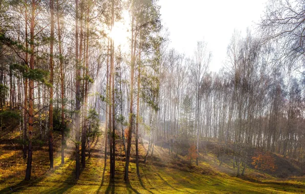 Картинка лес, свет, весна, утро