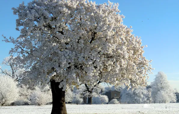 Зима, иней, снег, дерево, Природа