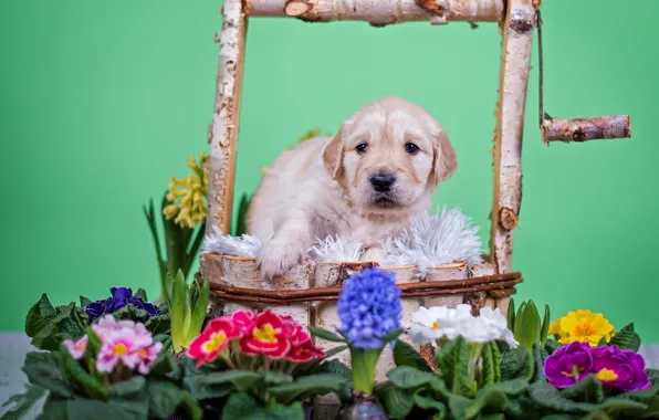 Картинка цветы, животное, собака, колодец, щенок