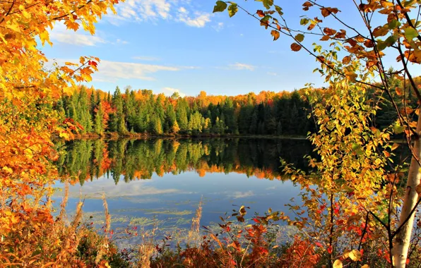 Картинка осень, небо, листья, облака, деревья, озеро, пруд, Autumn