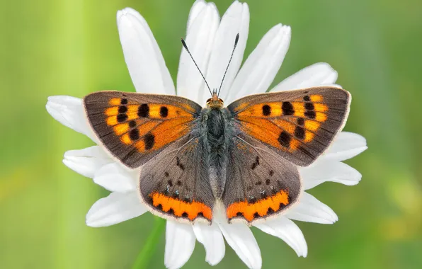 Картинка белый, макро, цветы, узор, бабочка, ромашки, лепестки, насекомое