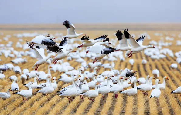 Картинка поле, птицы, гуси, дикая природа, Montana, Fairfield, Migration, Choteau