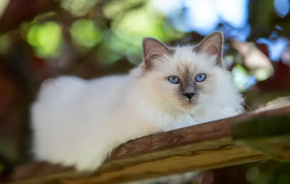 Кошка, белый, кот, взгляд, природа, поза, котенок, лежит
