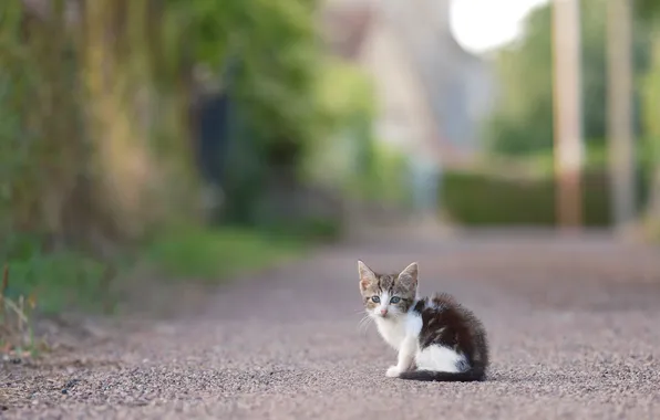 Дорога, кошка, взгляд, деревья, поза, котенок, улица, малыш