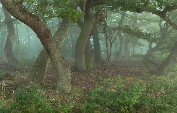 Картинка лес, деревья, дубы, в тумане, колдуны, что то, шепчут