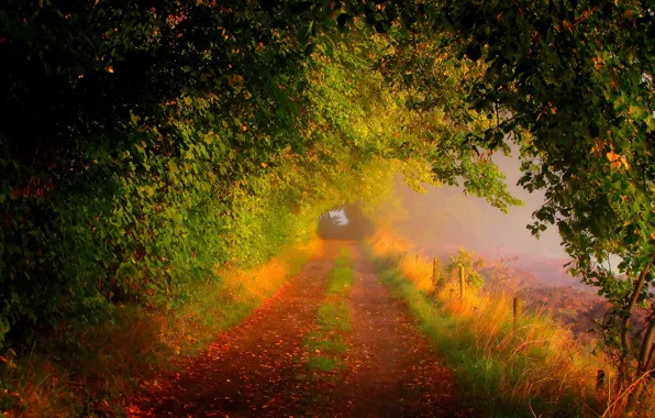 Дорога, поле, осень, лес, листья, деревья, природа, colors