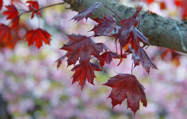 Картинка осень, листья, природа, дерево, ветка