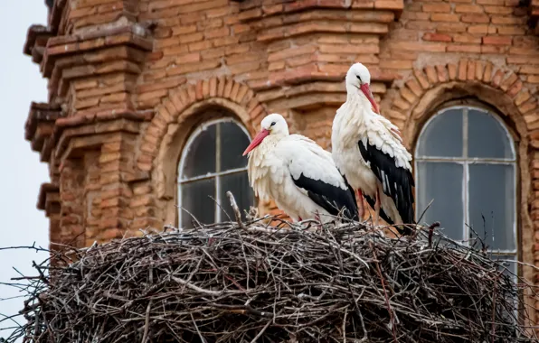 Птицы, дом, гнездо, аисты