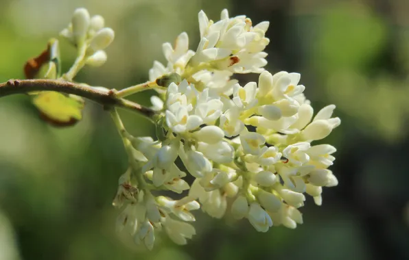 White, flower, twig