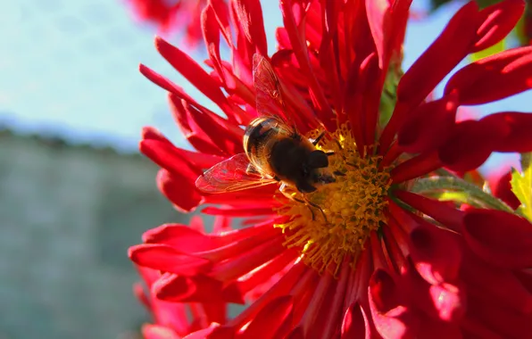 Картинка цветок, лето, пчела