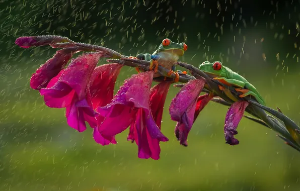 Картинка цветок, дождь, лапки, зеленые, дружба, лягушки, оранжевые, красные глаза