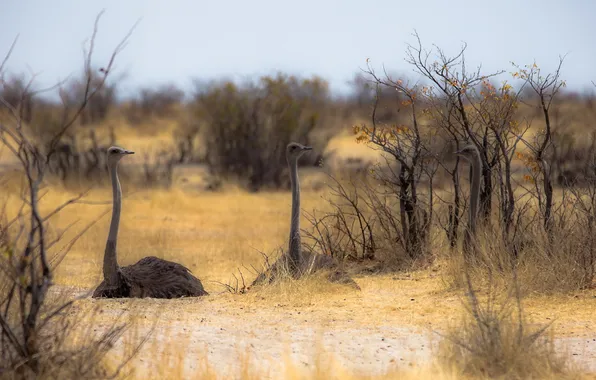Природа, Африка, страусы