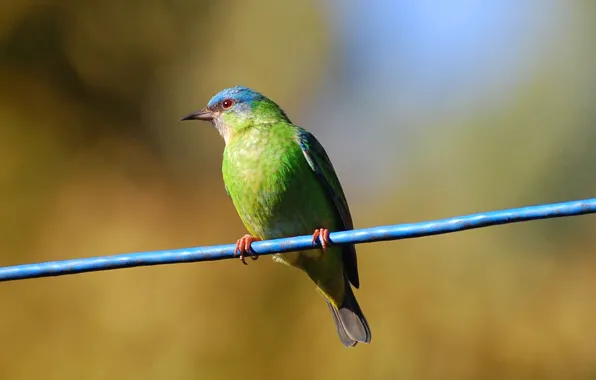 Bird, bokeh, eye, paws, string, beak