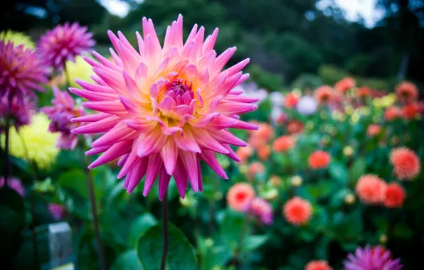 Картинка цветок, розовый, colors, сад, Flower, pink, garden