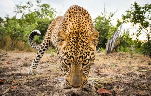 Взгляд, животное, хищник, леопард, Африка, leopard, predator, africa