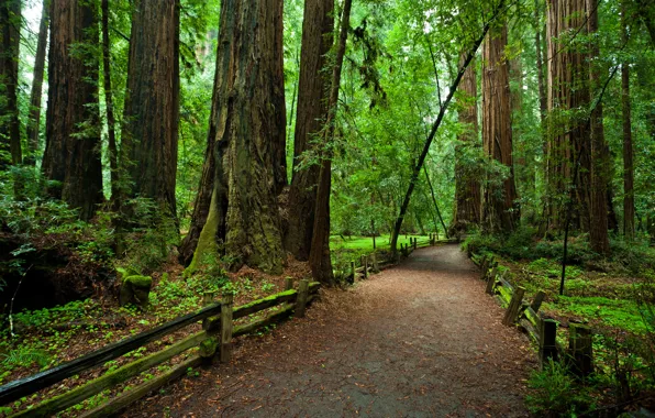 Картинка лес, деревья, забор, Калифорния, тропинка, национальный парк, Redvud