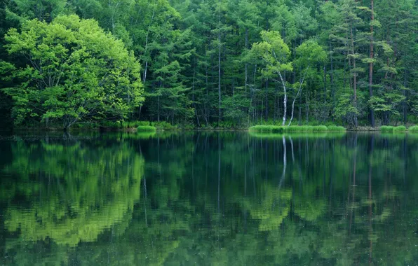 Лес, вода, отражения, листва, Озеро