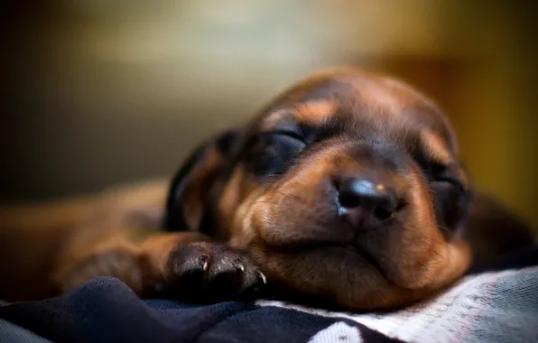 Морда, сон, собака, пес, спит, щенок