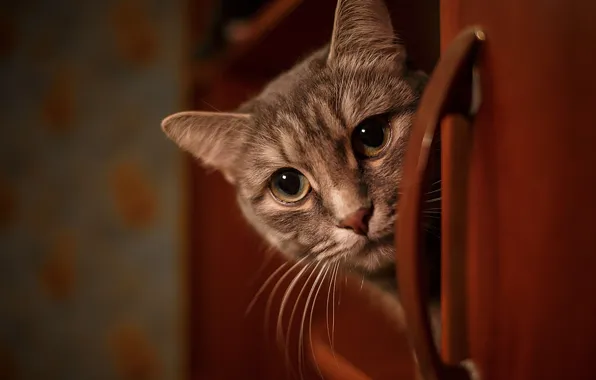 Картинка кошка, взгляд, мордочка, Владимир Васильев