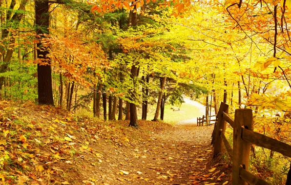 Дорога, осень, лес, листья, деревья, парк, forest, road