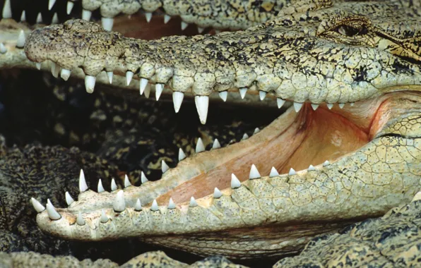 Картинка зубы, крокодил, пасть