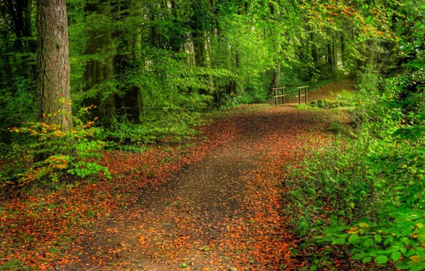 Картинка дорога, лес, листья, деревья, мостик