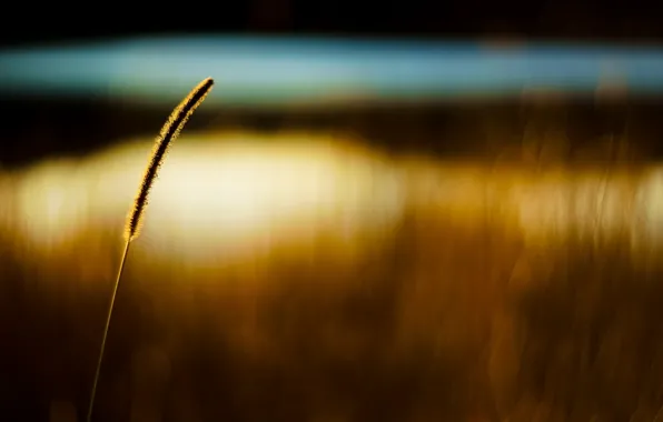 Картинка пшеница, поле, макро, фон, обои, колос, рожь, размытие